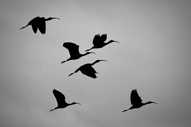 silhueta de íbis-de-face-branca - bird animal flock of birds number 6 - fotografias e filmes do acervo