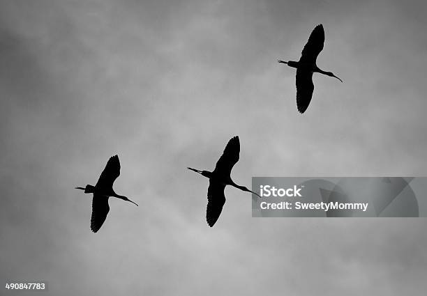 Photo libre de droit de White Ibis Face Art banque d'images et plus d'images libres de droit de Animaux à l'état sauvage - Animaux à l'état sauvage, Arizona, Ciel