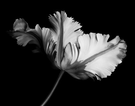 Monochrome parrot tulip with contrasting shades isolated on a black background.