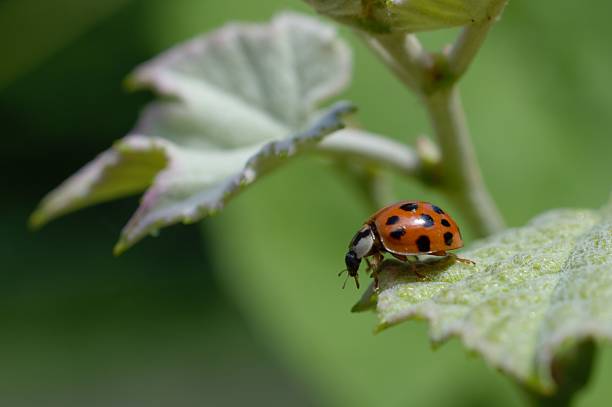 Ladybug on grape leaf stock photo