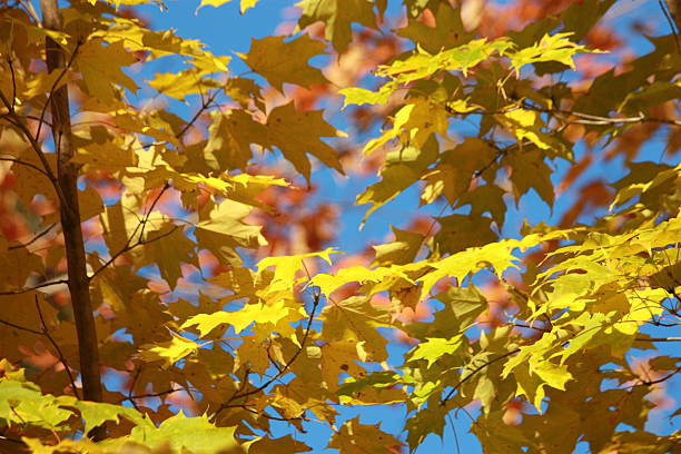 Fall foliage Maine stock photo