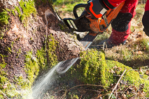 Lumberjack logger worker in protective gear cutting firewood timber tree in forest with chainsaw