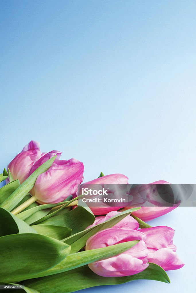 La rosa tulipanes sobre un fondo azul - Foto de stock de Arreglo libre de derechos