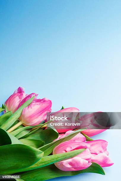 La Rosa Tulipanes Sobre Un Fondo Azul Foto de stock y más banco de imágenes de Arreglo - Arreglo, Arreglo floral, Azul