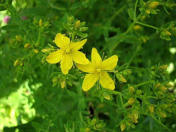 istock yellow blossoming of flower 490848744
