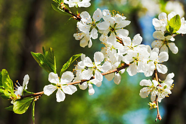 istock branch of cherry blossoms close up 490848773