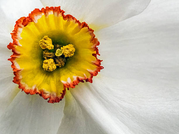 narcissus - pollen magnification high scale magnification yellow fotografías e imágenes de stock