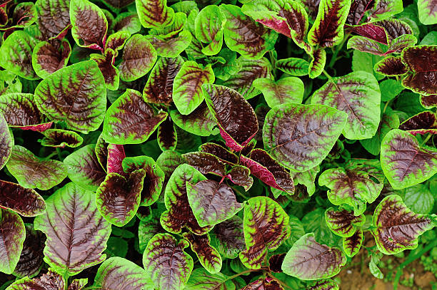 istock edible amaranth grow in vegetable garden 490849345