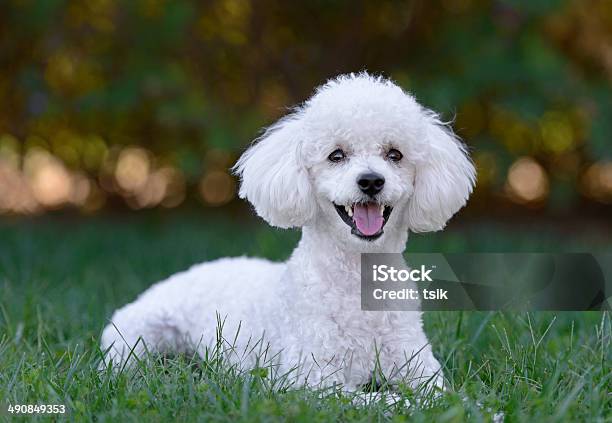 Photo libre de droit de Mignon Chiot Caniche Blanc Homme banque d'images et plus d'images libres de droit de Caniche - Caniche, Chien, Blanc