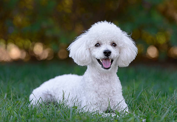 carino cucciolo barboncino bianco maschio - nature dog alertness animal foto e immagini stock