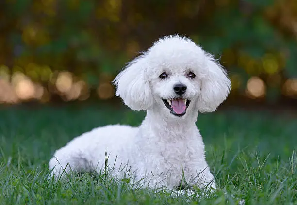 Cute white male poodle puppy