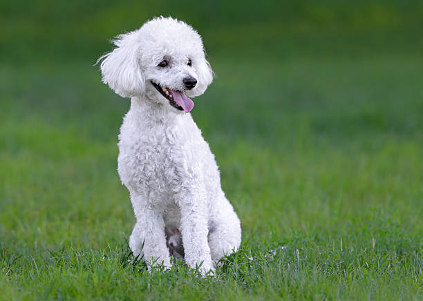 istock Cute white male poodle puppy 490849355