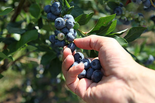 istock Hand is harvesting ripe blueberries 490849377