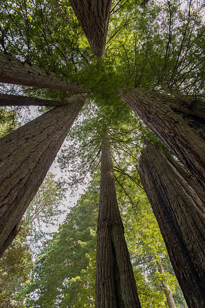 istock Amoung the Redwood Giants 490849493