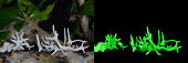 bioluminescent-mold-plant.jpg?b=1&s=170x