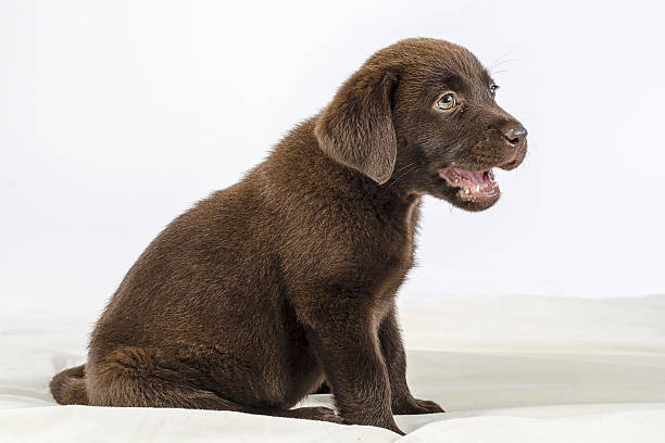 istock Puppy of labrador 490849881
