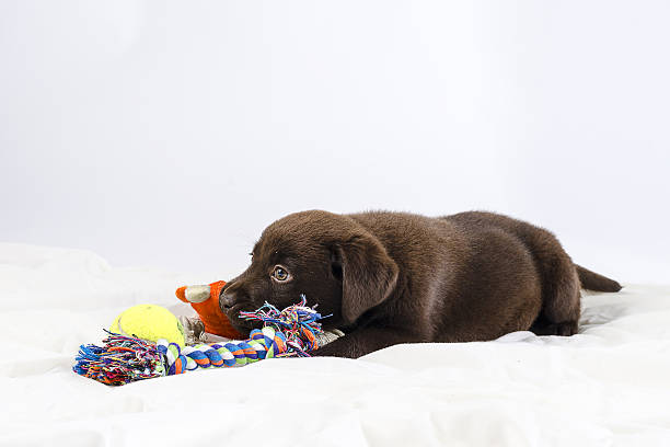 istock Puppy of labrador 490849889