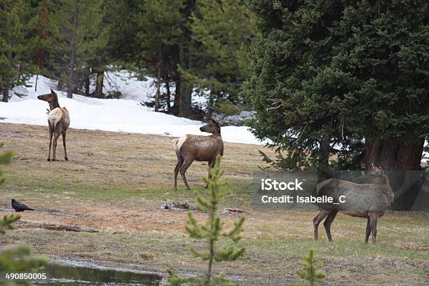 Deers En Parque Nacional De Yellowstone Foto de stock y más banco de imágenes de Aire libre - Aire libre, Animal, Animales salvajes