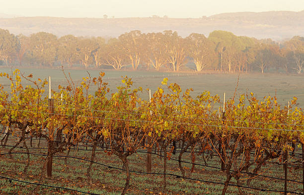 istock Vineyard in rural landscape, Victoria, Australia 490850201