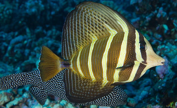 SURGEONFISH : zebrasoma veliferum stock photo