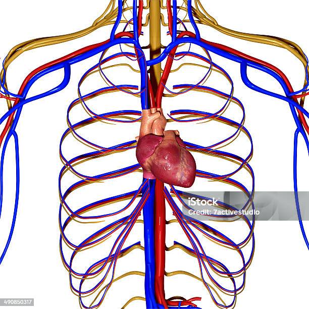 Sistema Nervioso Central Foto de stock y más banco de imágenes de Anatomía - Anatomía, Aorta, Arteria humana