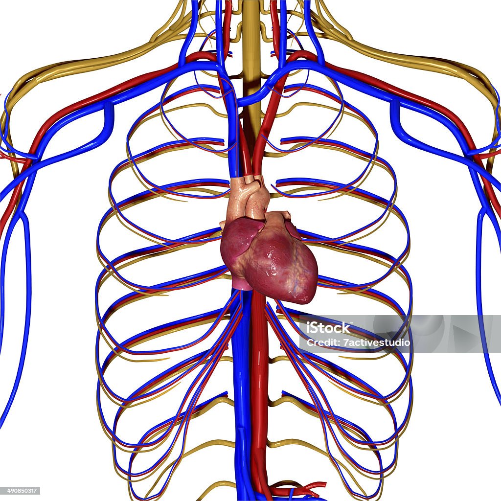 Système nerveux - Photo de Anatomie libre de droits