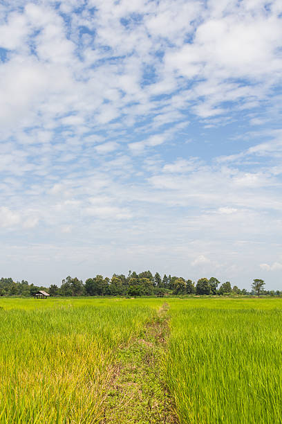 istock field of summer grass and mountain 490850396