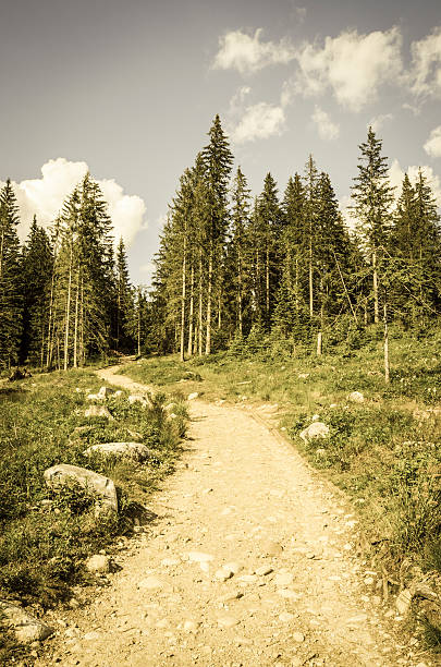 istock Country road in the mountains 490850646