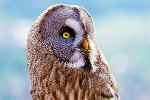 Great grey owl of Lapland - Profile portrait