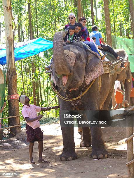 Elephant Ride Stock Photo - Download Image Now - Biodiversity, Bush, Camellia sinensis