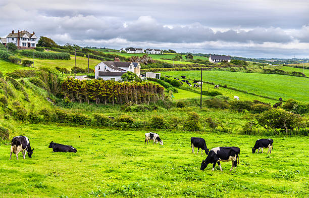 istock Herd of cows in pasture in County Antrim 490852610