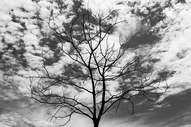 arbre sec et ciel sur fond noir et blanc - forest black forest sky night photos et images de collection