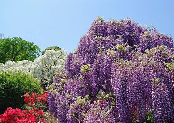 istock Wisteria in full blossom 490853237