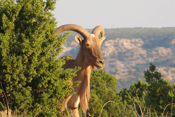 White goat portrait