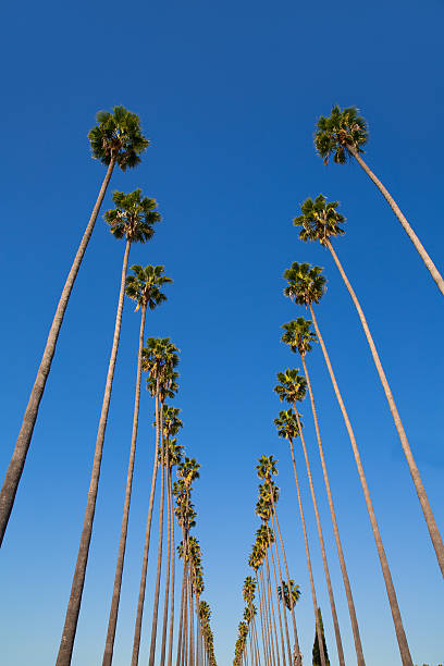 istock LA Los Angeles palm trees in a row typical California 490853761