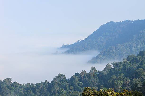 istock sea of fog with forests as foreground 490857712
