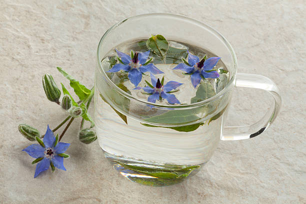 coupe en verre de thé, de bourrache - borage photos et images de collection