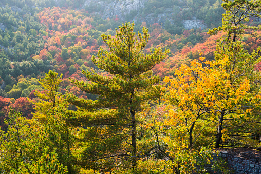 Rich colors of fall trees on a mountain slope near George Lake, Killarney, Canada