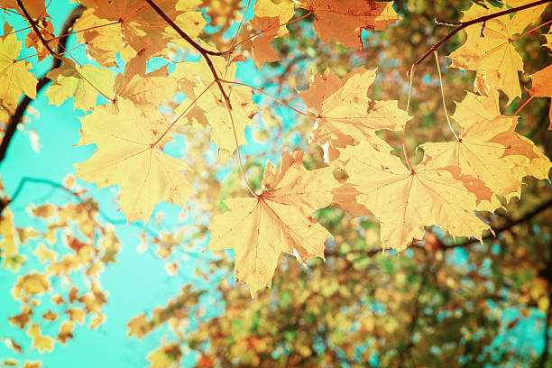 istock yellow leaves in autumn park 490876246