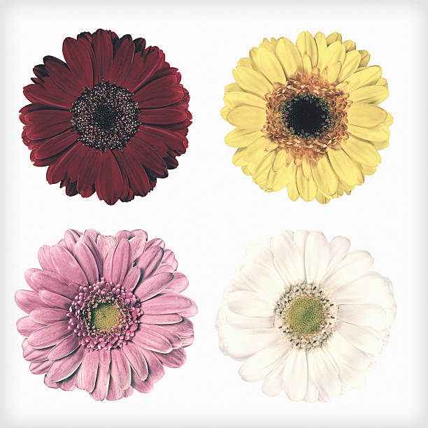 Four Fresh Gerbera Flowers Isolated Retro Vintage Style