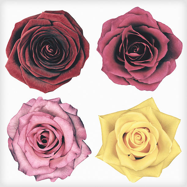 Four Rose Flowers Isolated Retro Vintage Style