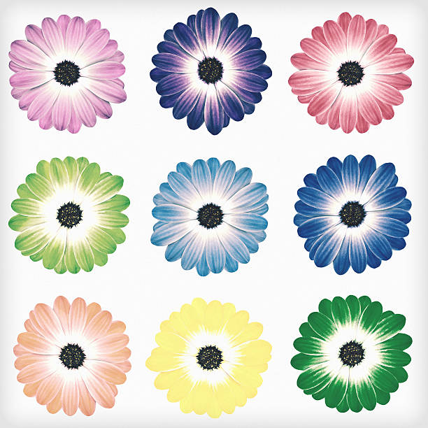 istock Daisy Flowers Isolated Retro Vintage Style 490876818