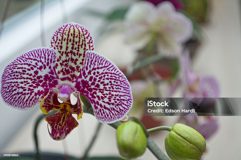Mixed Pink Orquidea Stock Photo - Download Image Now - 2015, Beauty, Beauty  In Nature - iStock