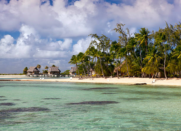 istock The island with palm trees in  ocean 490877418