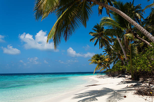 istock tropical island palm sea and sky 490878428