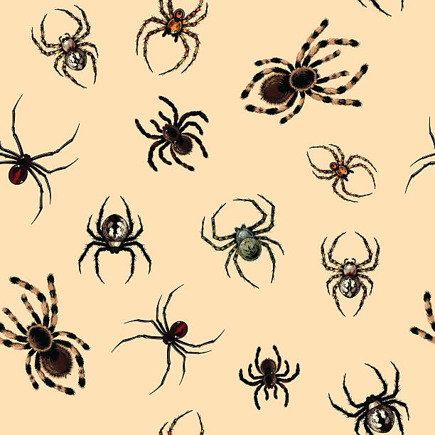 40+ Redback Spiders Stock Illustrations, Royalty-Free Vector Graphics ...