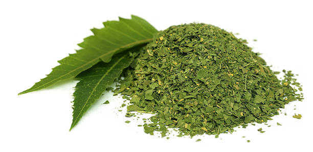 medicamentos com pó seco folhas de neem - azadirachta indica imagens e fotografias de stock