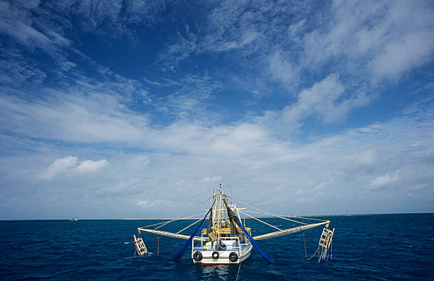 traineira de pesca de camarão, o golfo de carpentaria, austrália - arafura sea - fotografias e filmes do acervo