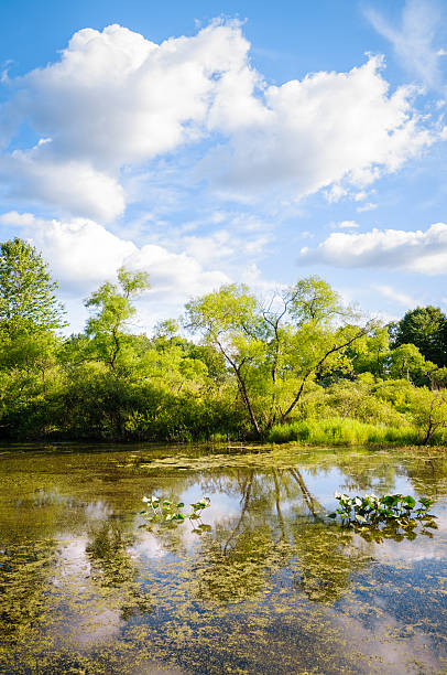 istock Jamestown Audubon Center and Sanctuary 490879758