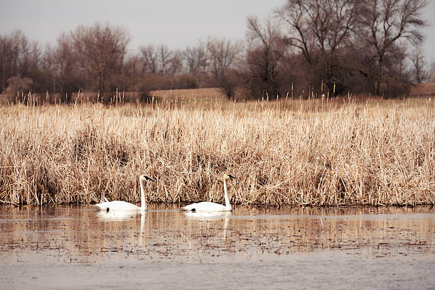 istock Pair of Trumpeter Swans 490879881